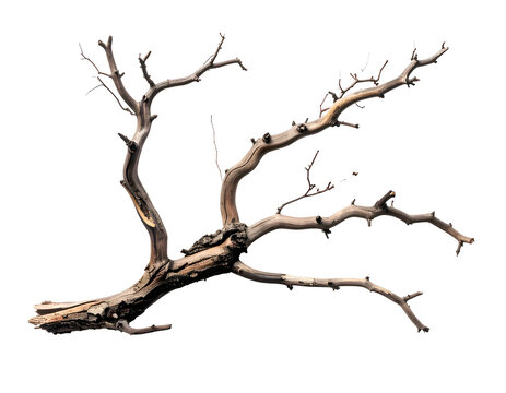 Weathered, gnarled, dead tree branch sprawled on dark background