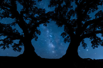 Silhouetted trees against a starry night sky with Milky Way background