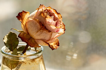 Dried rose in a glass vase reflecting sunlight, symbolizing beauty and nostalgia