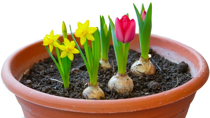 Close-up of a pot with spring flower bulbs: Red tulips and yellow daffodils growing in soil, on a white background.