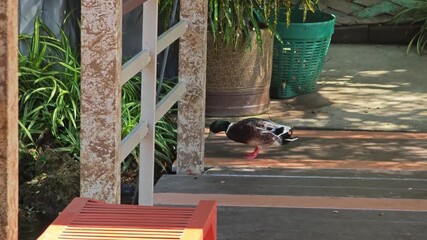 A male mallard duck with vibrant green head.