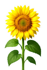 Obraz premium Golden sunflower isolated neatly on white or transparent PNG.