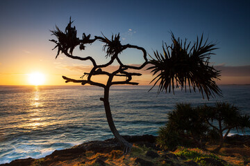 A pandanus palm silhouette on the edge of a coastal ocean ridge. Captured during a golden sunrise on the east coast of Australia.