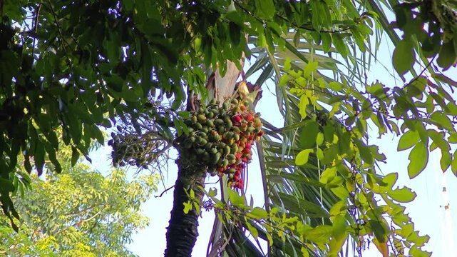 Bunch of areca nut or betel nut is the fruit of the areca palm tree.