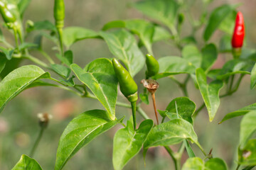 Close up fresh green chili on chili plant