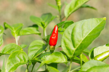 Close up fresh red chili on chili plant
