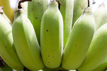 Close up green banana on bunch, Raw fruit