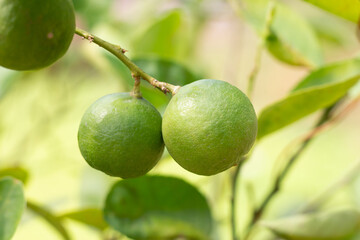 Close up Green lime on lime tree