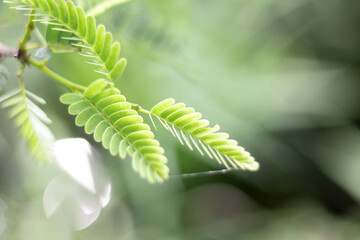 Small green leaves and blur green nature background