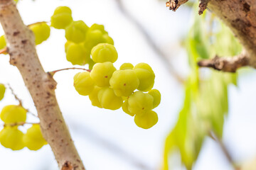 Close up Star Gooseberry on Star Gooseberry plant