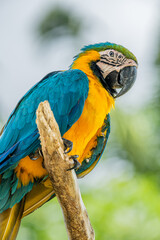 Close-up of a Blue-and-Yellow Macaw Looking Directly at the Camera