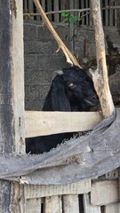 Expressive portrait of a black goat