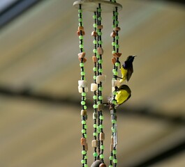 A pair of sunbirds building a nest on an ornate wind chime.