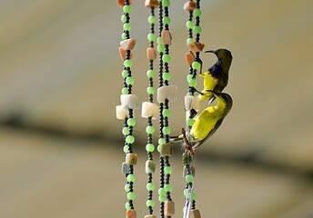 A pair of sunbirds building a nest on an ornate wind chime.