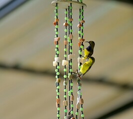 A pair of sunbirds building a nest on a wind chime.