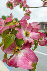 綺麗なピンク色のハナミズキの花