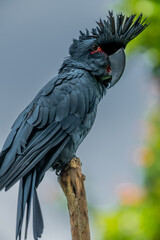 Black palm cockatoo perching on a branch. Tropical bird park. Nature and environment concept. Horizontal layout. Bali, Indonesia
