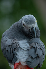 Obraz premium Nuri Abu-Abu Afrika or Grey parrot Psittacus erithacus or Congo African grey parrot, an Old World parrot in the family Psittacidae