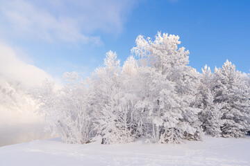 Winter fairy forest scene on a New Year's morning in a magical landscape with white trees and blue sky during January and February. High quality photo