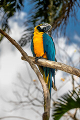 Adult Blue-and-yellow Macaw of the species Ara ararauna