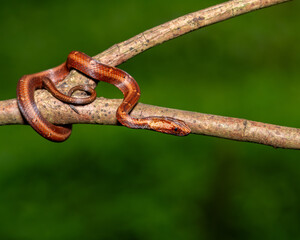 A vividly orange snake, its scales gleaming in dappled sunlight, coils languidly around a rugged tree branch. The contrast between the serpent's smooth, vibrant body and the rough