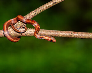 A vividly orange snake, its scales gleaming in dappled sunlight, coils languidly around a rugged tree branch. The contrast between the serpent's smooth, vibrant body and the rough