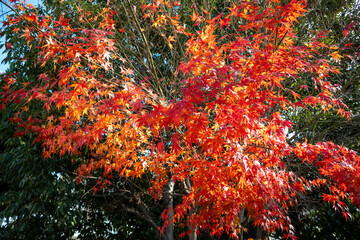 日本の岡山県倉敷市の白壁の美しいレトロな町並み © 仁 藤原
