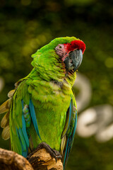 Wildlife in Costa Rica. Parrot Great-Green Macaw on tree, Ara ambigua, Wild rare bird in the nature habitat, sitting on the branch in Costa Rica