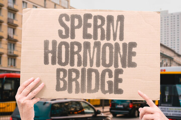 "Sperm Hormone Bridge" Sperm creation is tightly linked to hormones. TESTOSTERONE. LH. FSH. AXIS. SIGNALS.