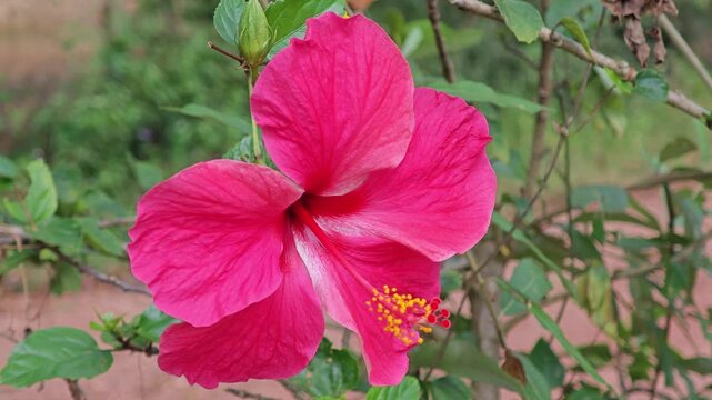 Hibicus, Chinese Rose or Shoe Flower.