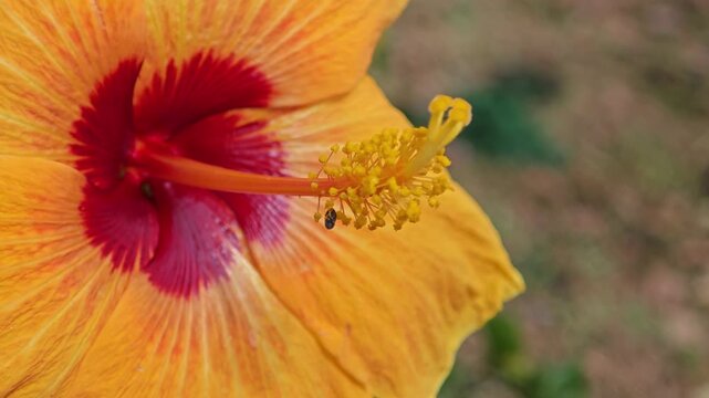 Hibicus, Chinese Rose or Shoe Flower.