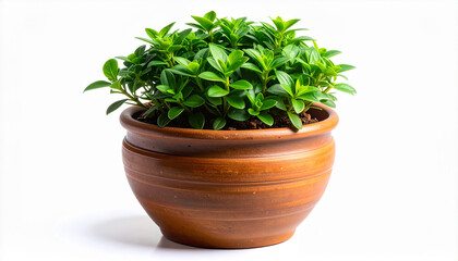 Green plant in pot on background
1