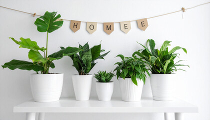 Green home decor stylish indoor plants and pots on white shelves
7