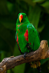 Male eclectus parrot - eclectus roratus- perched on a tree branch in the nature park of port Moresby, Papua new guinea
