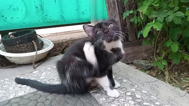 Cute black and white kitten scratching its neck outdoors on a stone floor, looking curious with bright eyes. Natural light, rustic background, candid pet moment.
