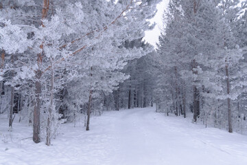 Snowy pathway through a forest during winter with frosted trees and soft white snow covering the ground. High quality photo