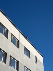 A goose on the building and blue sky