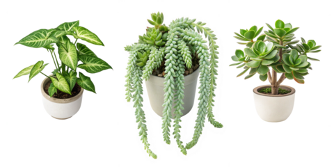 A set of house plants on transparent background