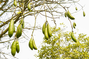 Long, green, hanging fruit pods of the Kapok tree (Ceiba pentandra) against a light background, ready to burst and release the cotton-like fiber. Focuses on the tropical tree's yield.