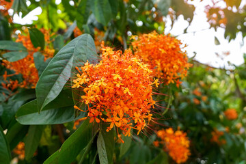 A large, vibrant cluster of bright orange Ashoka flowers (Saraca asoca or Saraca indica) with long red stamens, set against lush green leaves in a tropical garden.