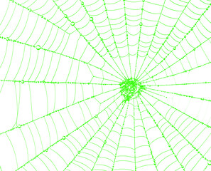Obraz premium Abstract green spider web on transparent background, realistic insect net in nature, spooky halloween decoration element