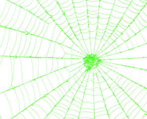 Abstract green spider web on transparent background, realistic insect net in nature, spooky halloween decoration element