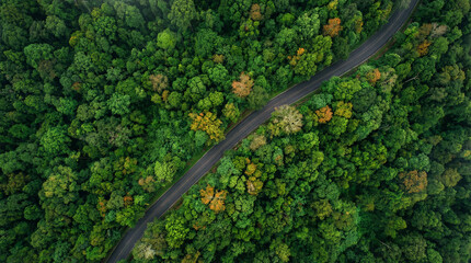 Aerial view of a winding road through a dense green forest