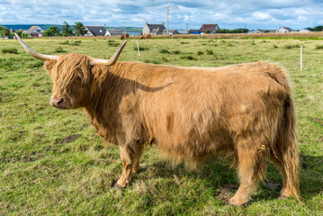 Scottish Highlands Cow, long-haired cow, grazes on grass in a field in the Scottish countryside