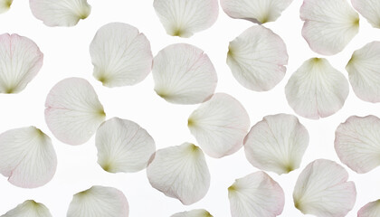 Delicate white flower petals scattered randomly on a clean, bright white background, creating a soft and elegant pattern.