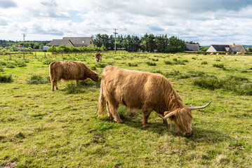 Scottish Highlands Cow, long-haired cow, grazes on grass in a field in the Scottish countryside