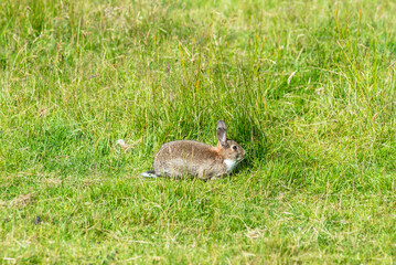 Wild rabbit in the Scottish highlands, Oryctolagus cuniculus, Scotland, United Kingdom