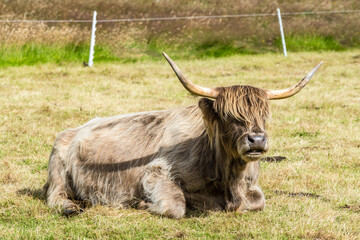Scottish Highlands Cow, long-haired cow, grazes on grass in a field in the Scottish countryside