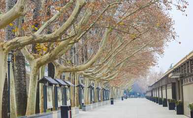 A walking path in autumn foliage in Xi'an, China