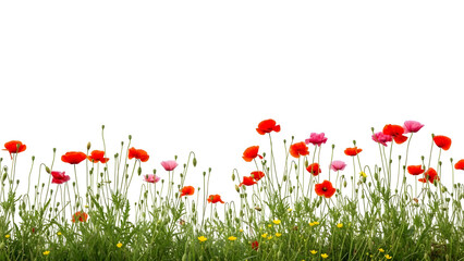 Obraz premium A vibrant meadow of red and pink poppies with green grass against a clean white background